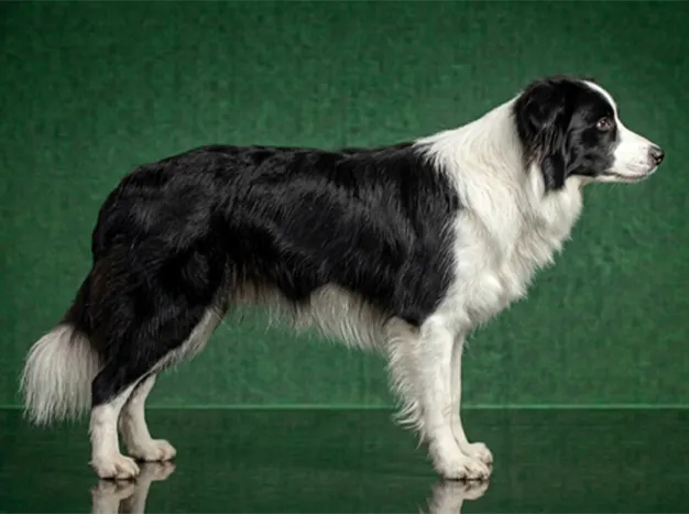 Border Collie: The Complete Breed Guide.