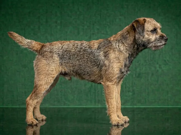 Border Terrier: The Complete Breed Guide.