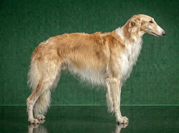 Borzoi: The Complete Breed Guide.