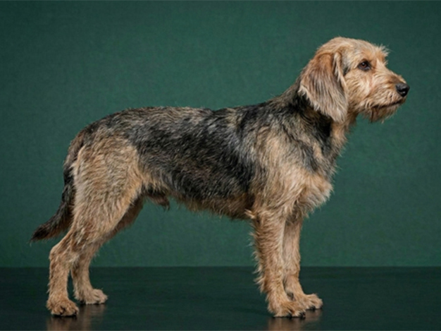 Bosnian Barak: The Complete Breed Guide.