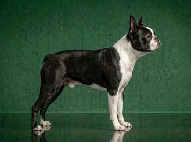 Boston Terrier: The Complete Breed Guide.