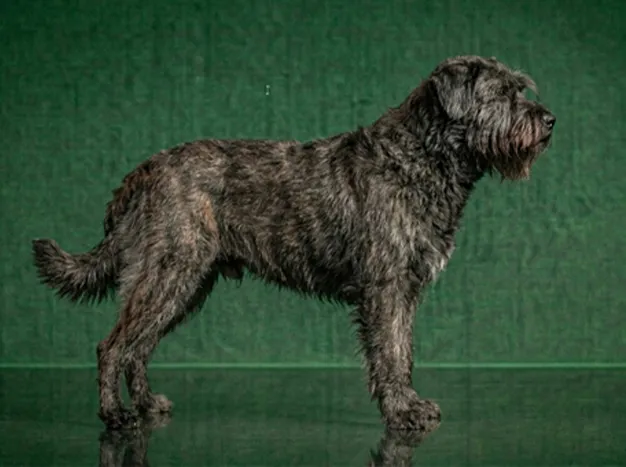 Bouvier des Ardennes: The Complete Breed Guide.