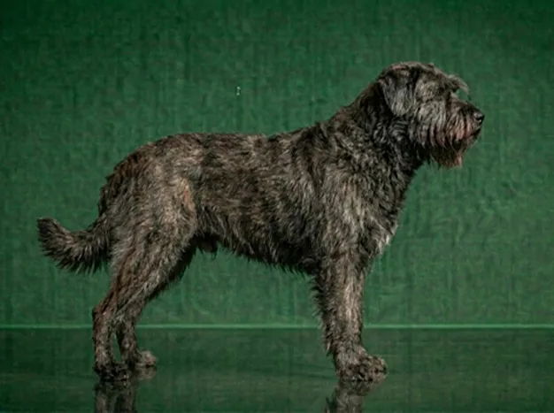 Bouvier des Flandres: The Complete Breed Guide.