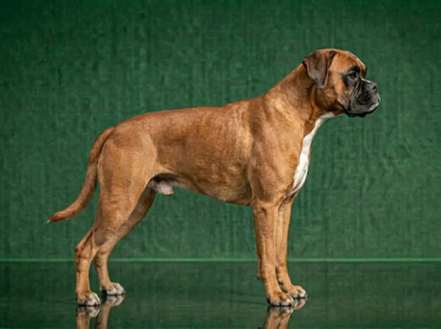 Boxer: The Complete Breed Guide.