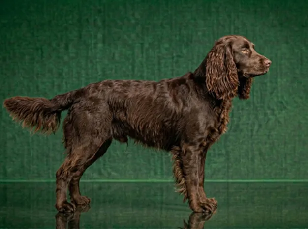 Boykin Spaniel: The Complete Breed Guide.