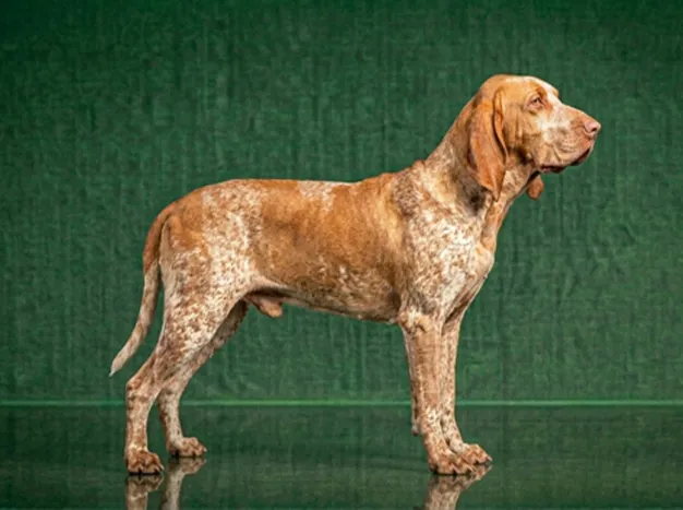 Bracco Italiano