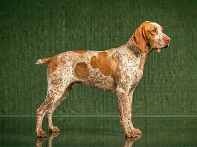 Braque du Bourbonnais: The Complete Breed Guide.