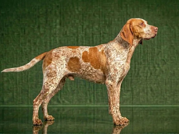 Braque Français Pyrenean: The Complete Breed Guide.