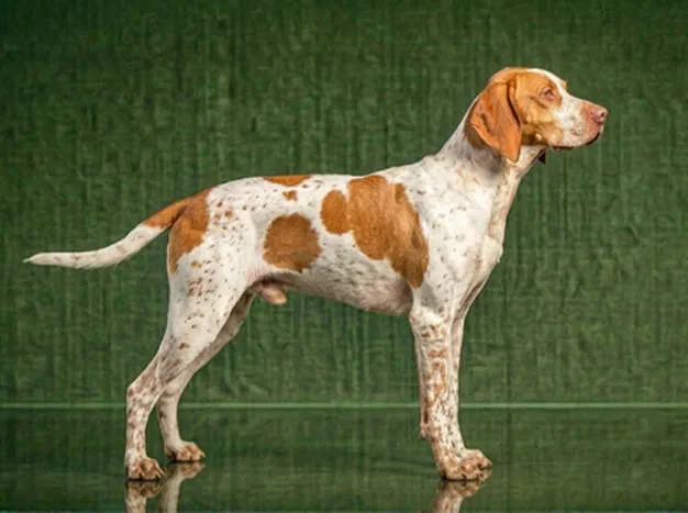Braque Saint-Germain: The Complete Breed Guide.