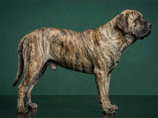 Brazilian Mastiff: The Complete Breed Guide.