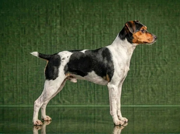 Brazilian Terrier: The Complete Breed Guide.
