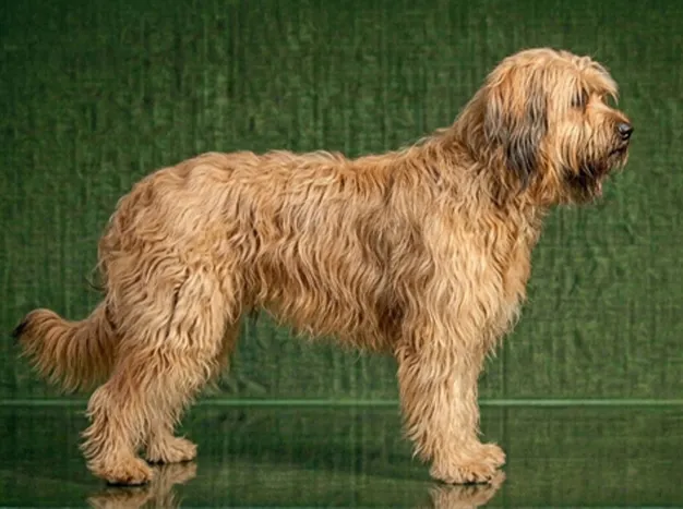 Briard: The Complete Breed Guide.