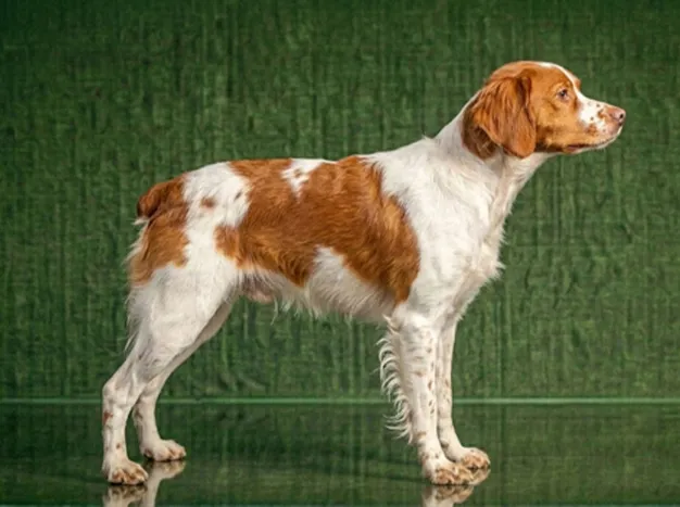 Brittany: The Complete Breed Guide.