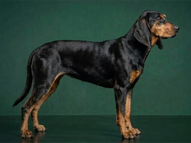 Bruno Jura Hound: The Complete Breed Guide.
