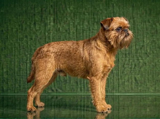 Brussels Griffon: The Complete Breed Guide.