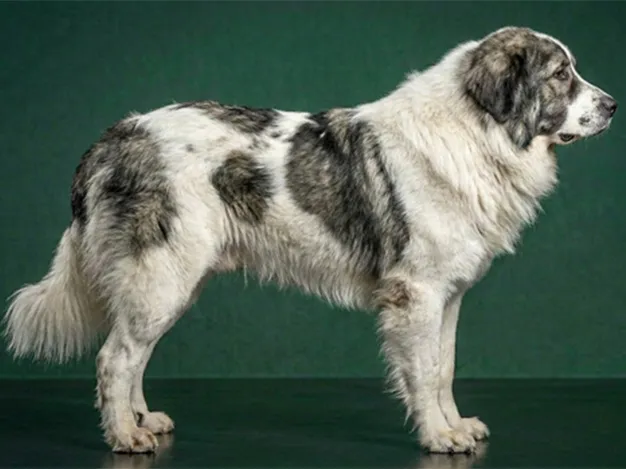 Bucovina Shepherd: The Complete Breed Guide.
