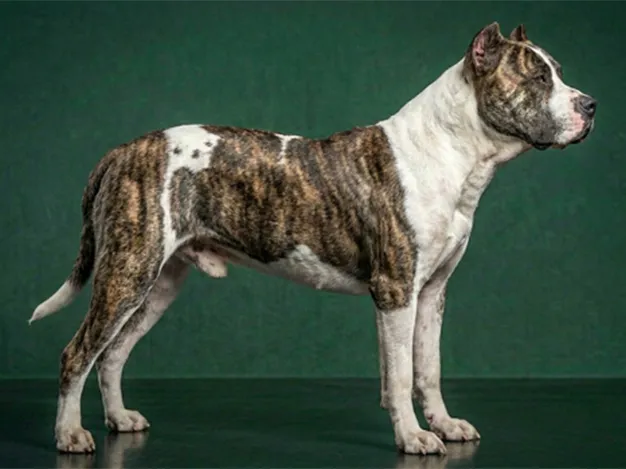 Bull Arab: The Complete Breed Guide.