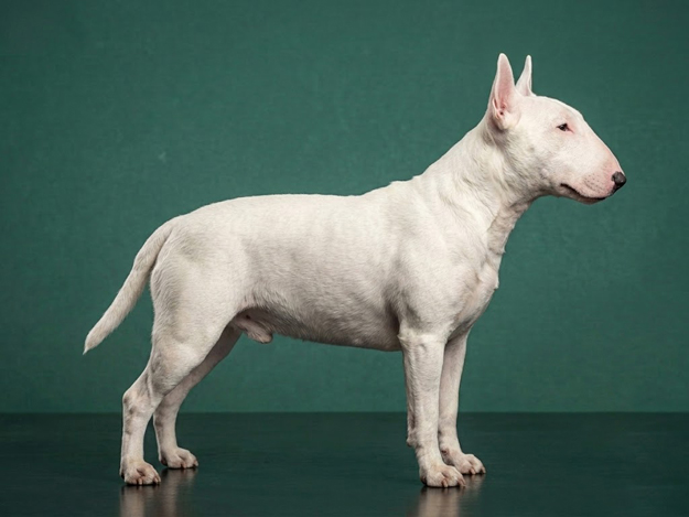 Bull Terrier: The Complete Breed Guide.
