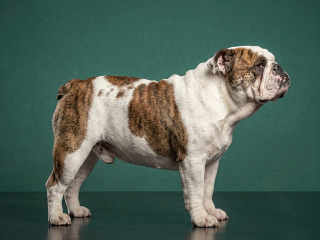 Bulldog: The Complete Breed Guide.