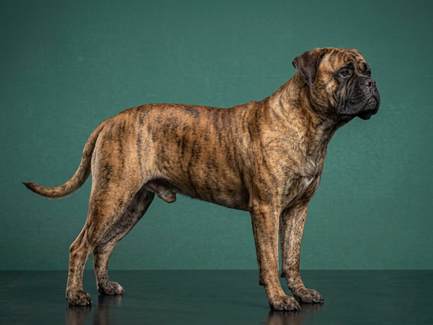 Bullmastiff: The Complete Breed Guide.