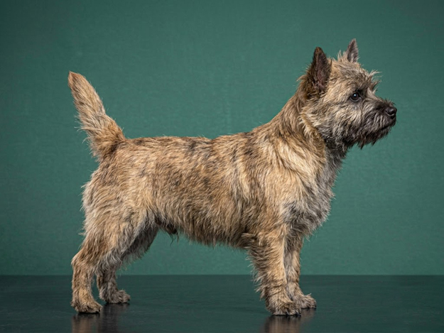 Cairn Terrier: The Complete Breed Guide.