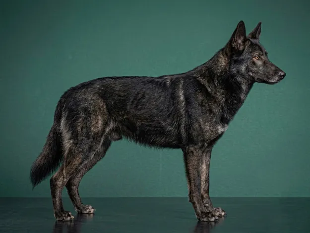 Calupoh: The Complete Breed Guide.