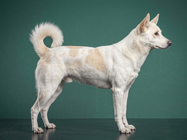 Canaan Dog: The Complete Breed Guide.