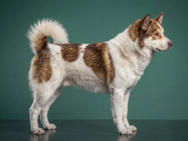 Canadian Eskimo Dog: The Complete Breed Guide.