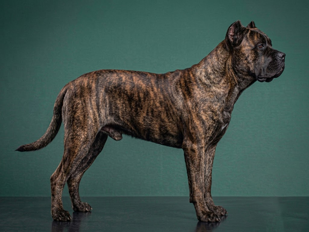 Cane Corso: The Complete Breed Guide.