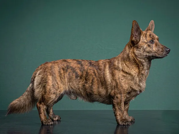 Cardigan Welsh Corgi: The Complete Breed Guide.