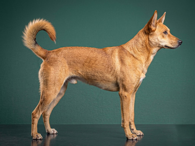 Carolina Dog: The Complete Breed Guide.