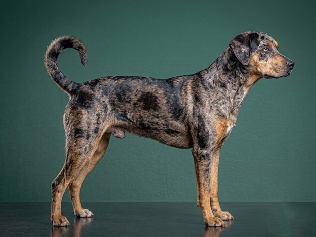 Catahoula Leopard Dog: The Complete Breed Guide.