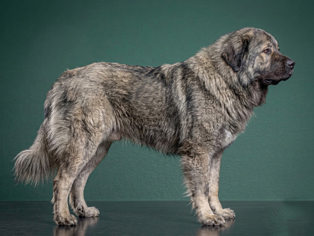 Caucasian Shepherd Dog: The Complete Breed Guide.
