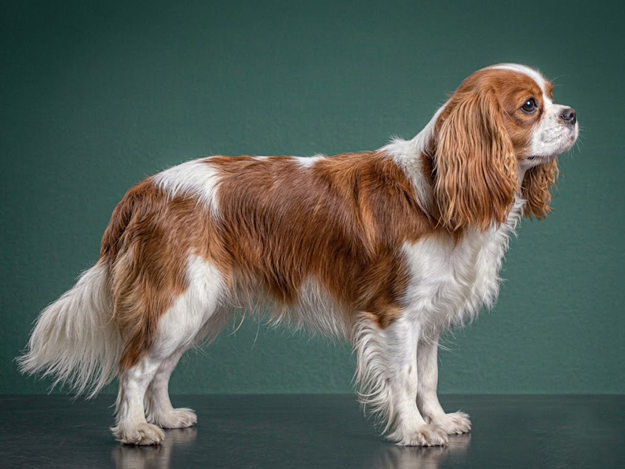 Cavalier King Charles Spaniel: The Complete Breed Guide.