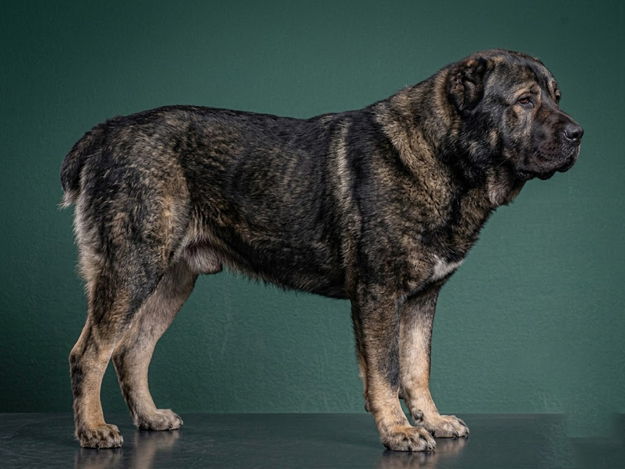 Central Asian Shepherd Dog: The Complete Breed Guide.