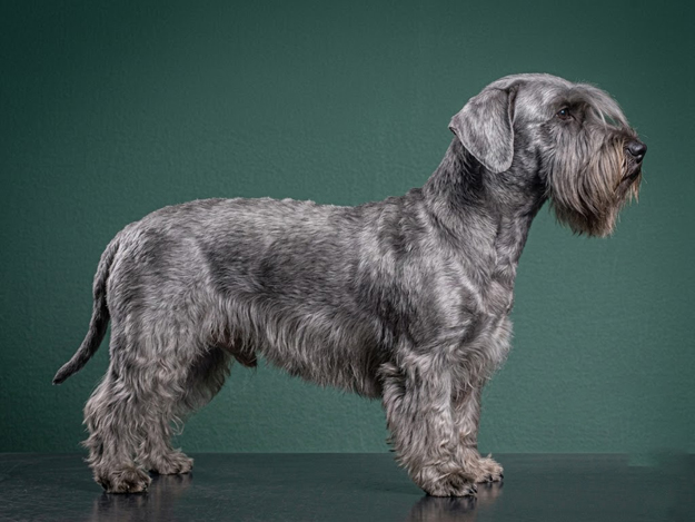 Cesky Terrier: The Complete Breed Guide.
