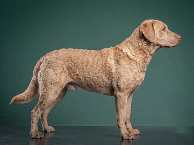 Chesapeake Bay Retriever: The Complete Breed Guide.