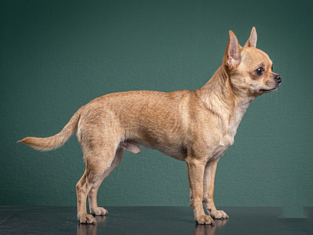 Chihuahua: The Complete Breed Guide.
