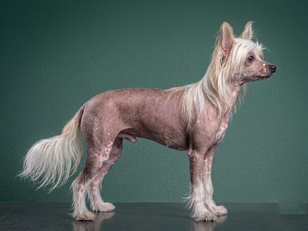 Chinese Crested: The Complete Breed Guide.