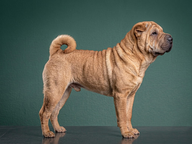 Chinese Shar-Pei: The Complete Breed Guide.