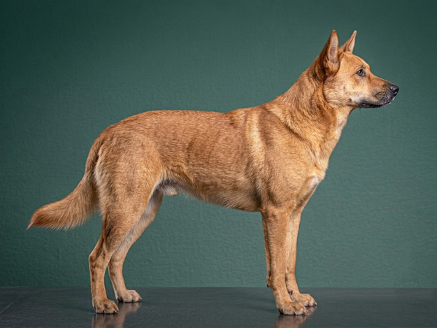 Chinook: The Complete Breed Guide.