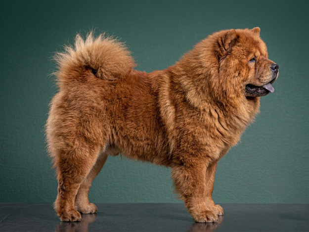 Chow Chow: The Complete Breed Guide.