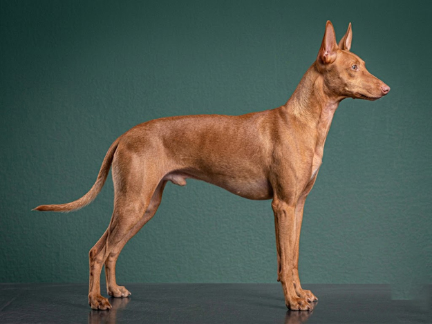 Cirneco dell’Etna: The Complete Breed Guide.