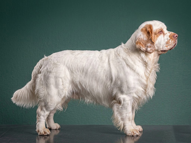 Clumber Spaniel: The Complete Breed Guide.