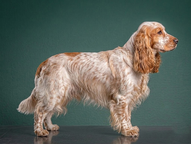 Cocker Spaniel: The Complete Breed Guide.