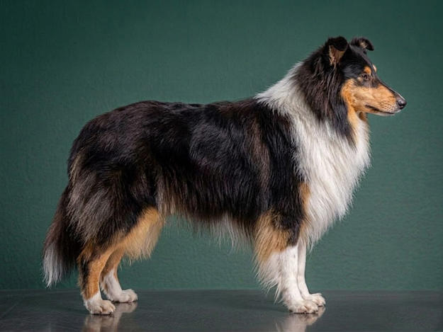 Collie: The Complete Breed Guide.
