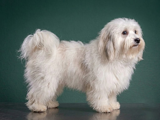 Coton de Tulear: The Complete Breed Guide.
