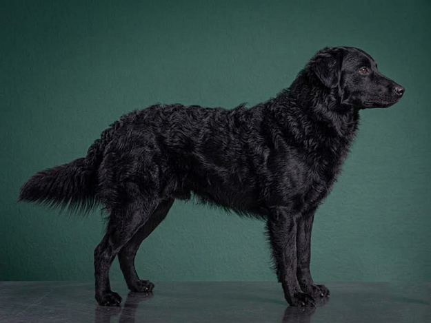 Croatian Sheepdog: The Complete Breed Guide.