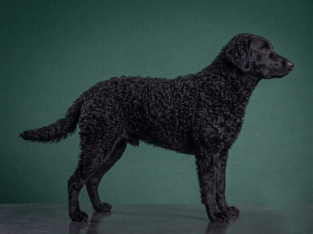 Curly-Coated Retriever: The Complete Breed Guide.