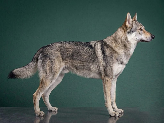 Czechoslovakian Vlciak